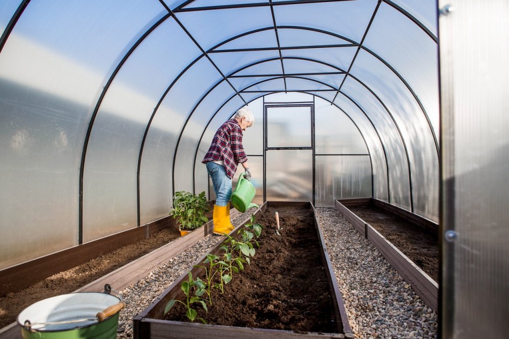Сажать рассаду в теплицу. Посадки в апреле по регионам.