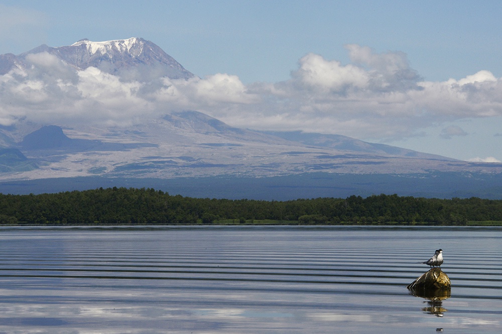 Вулкан Шивелуч и берег реки Камчатка в Камчатском крае