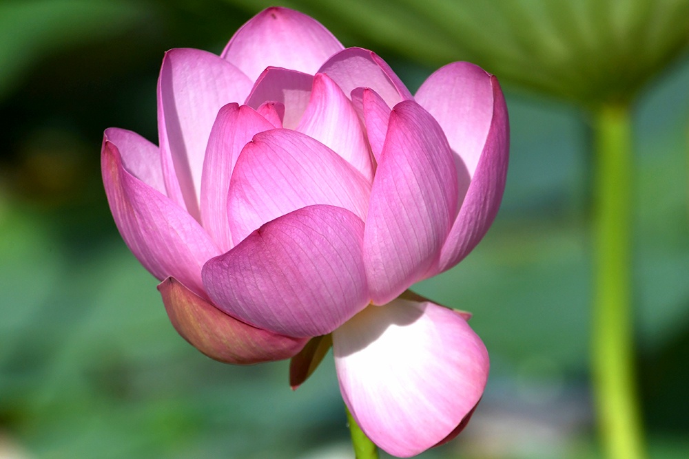 Цветок лотоса