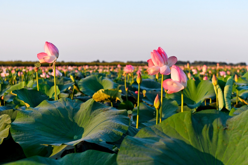 Цветущие лотосы в дельте Волги на территории Астраханского биосферного заповедника