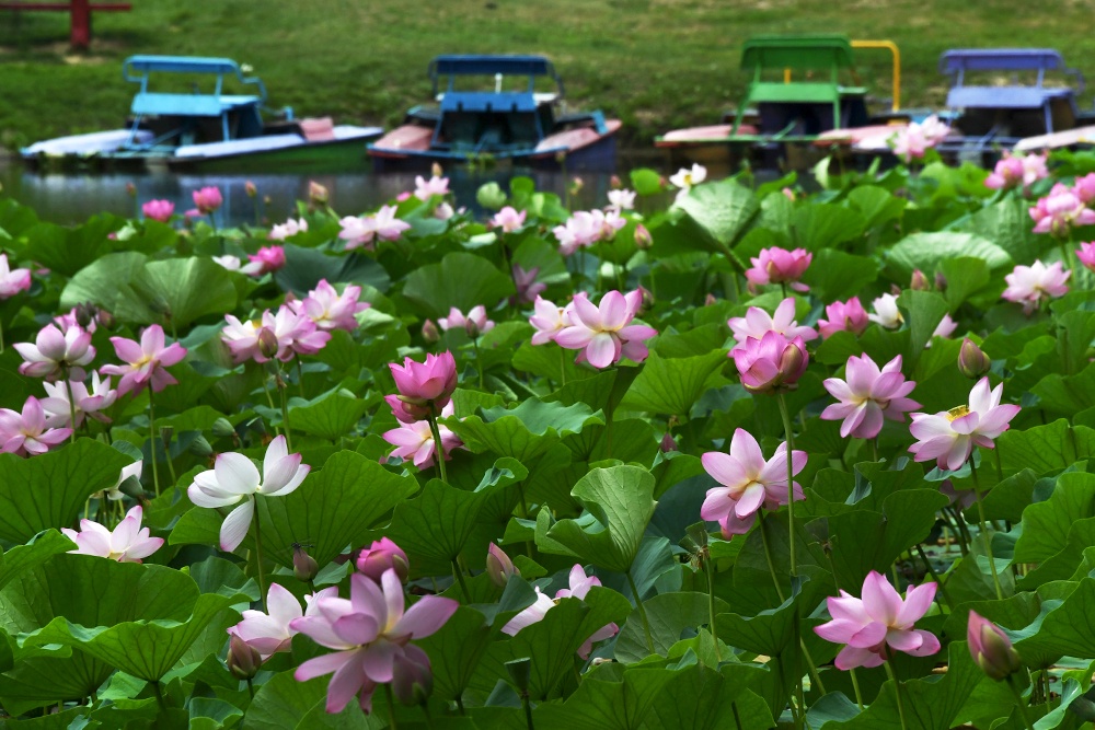Цветущие лотосы Комарова на озере под Уссурийском в Приморском крае.