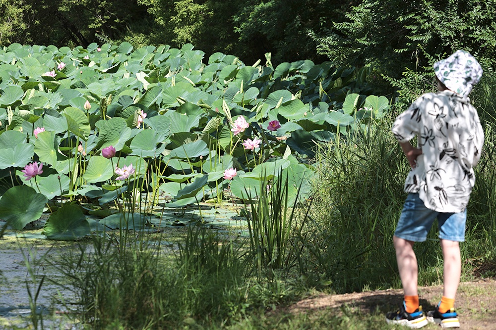 Ребенок на озере лотосов в Приморском крае