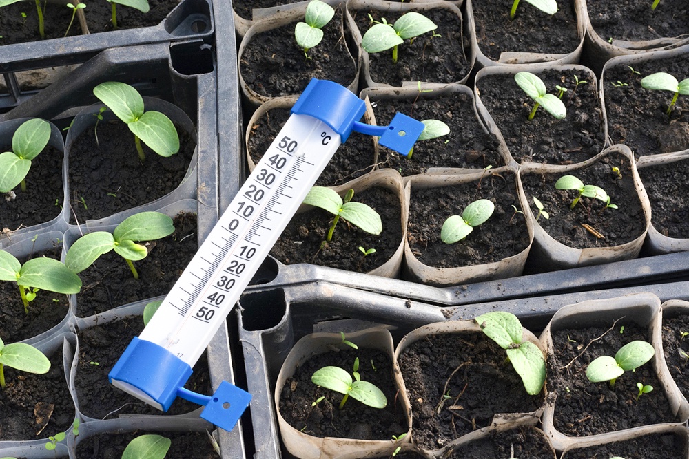 Термометр на рассаде