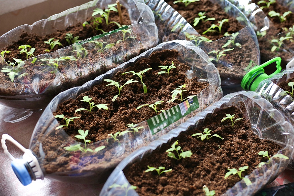 Рассада помидоров