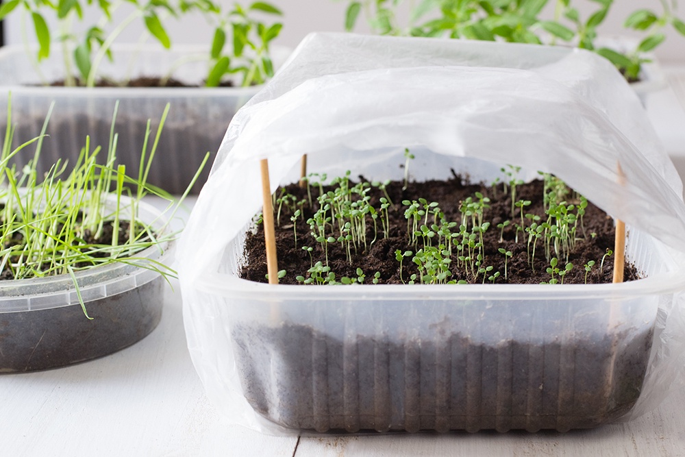 Растения в мини-парнике