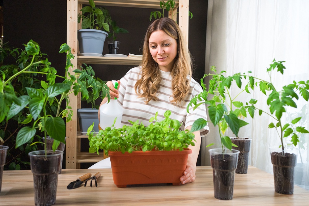 Рассада в горшке