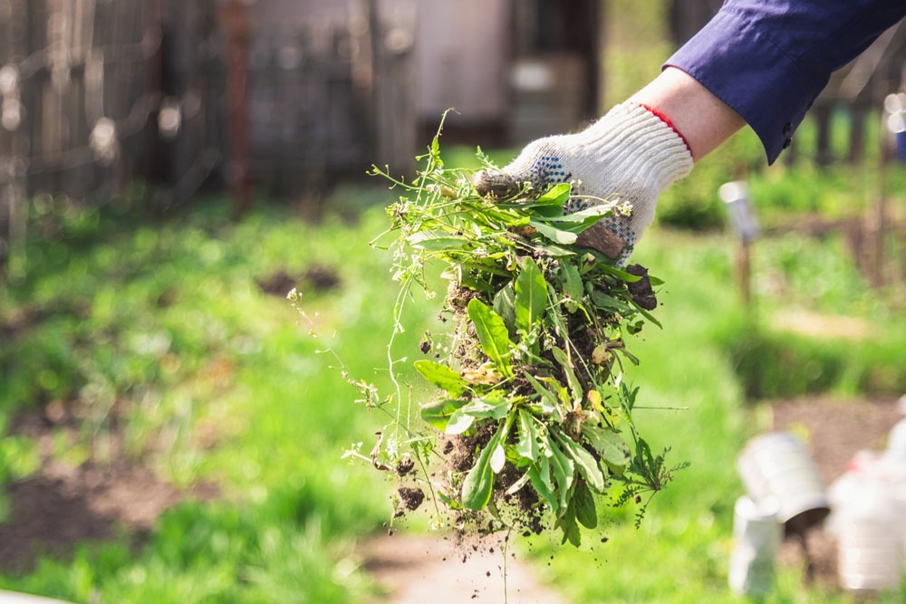 Сорняки на участке