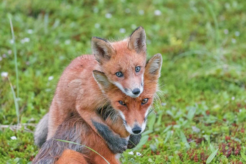 кадр из фильма "Огненный лис"