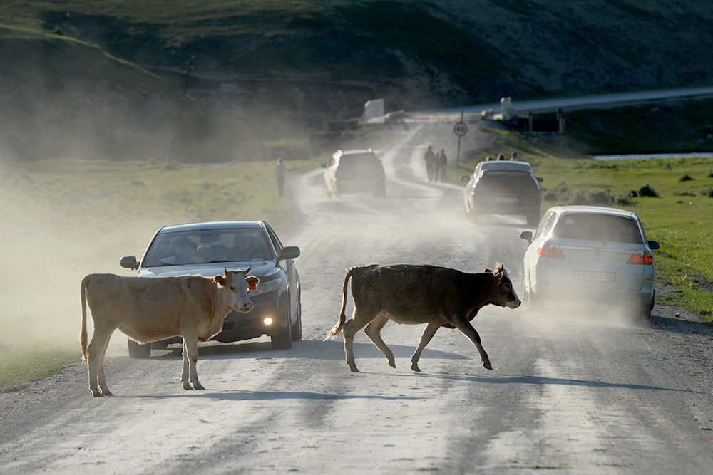 Коровы преградили путь автомобилям на дороге