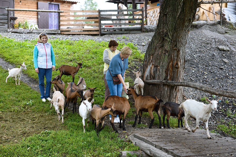 Туристы идут по тропе, окруженные козами