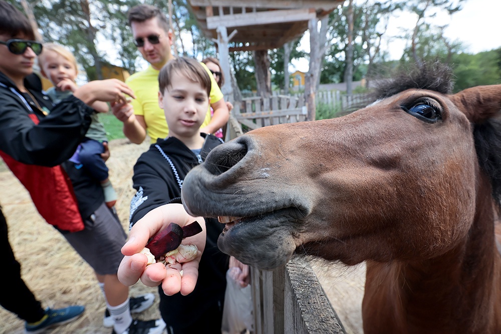 Дети кормят лошадь на ферме