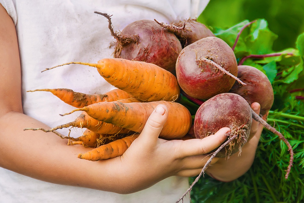 Урожай свеклы и моркови