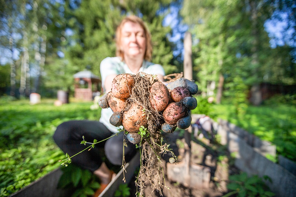 Сбор урожая картофеля