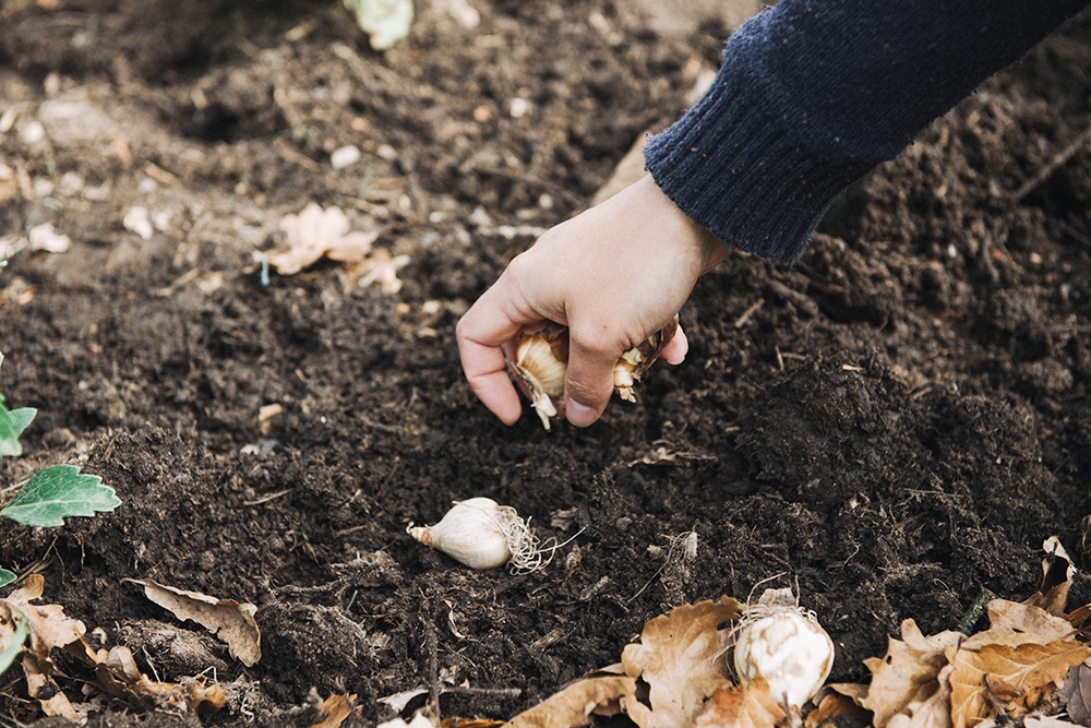 Посадка чеснока