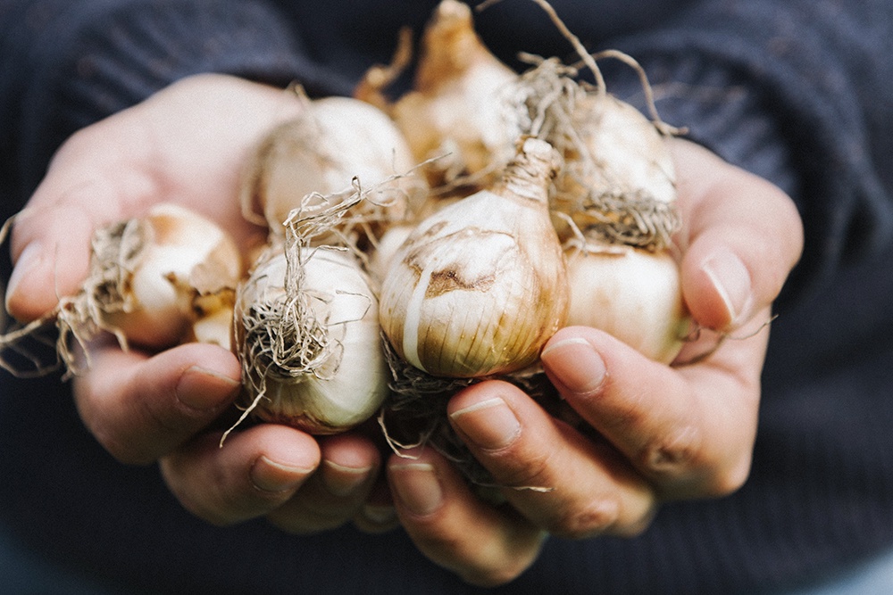 пригоршня чеснока в руках