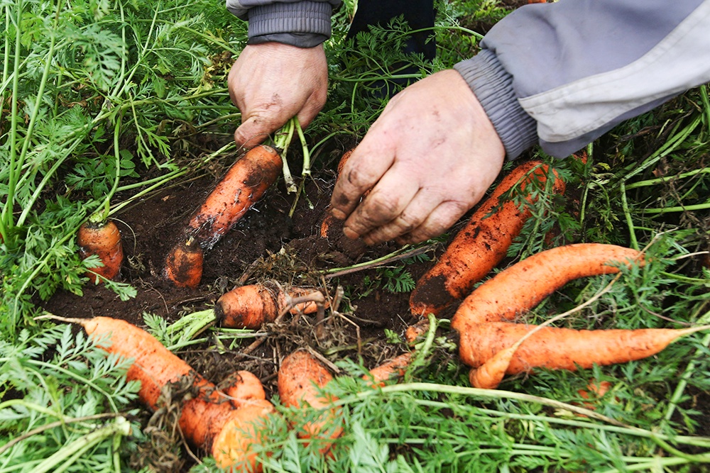 Сбор урожая