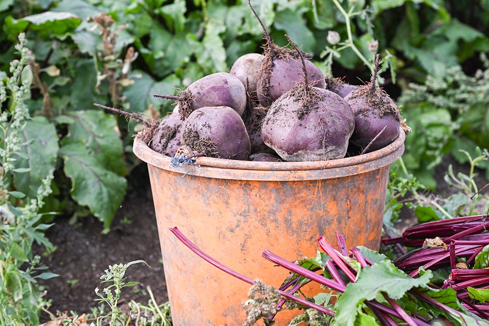 Сбор урожая свеклы