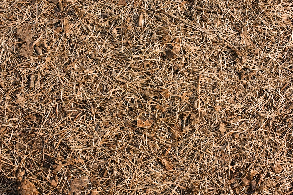 Защита грядки с помощью хвои