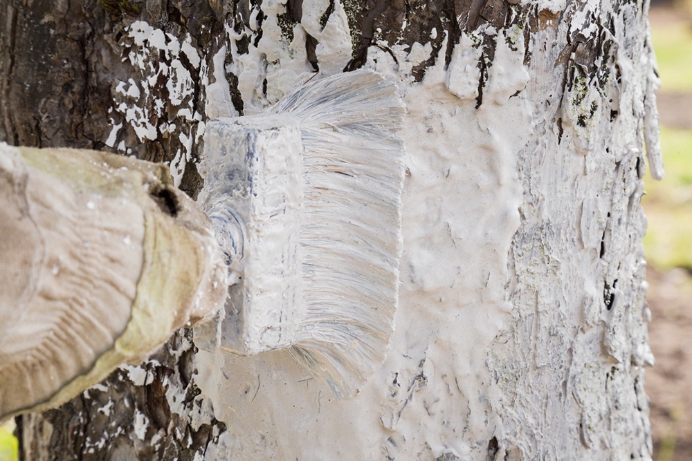 Побелку наносят на ствол дерева