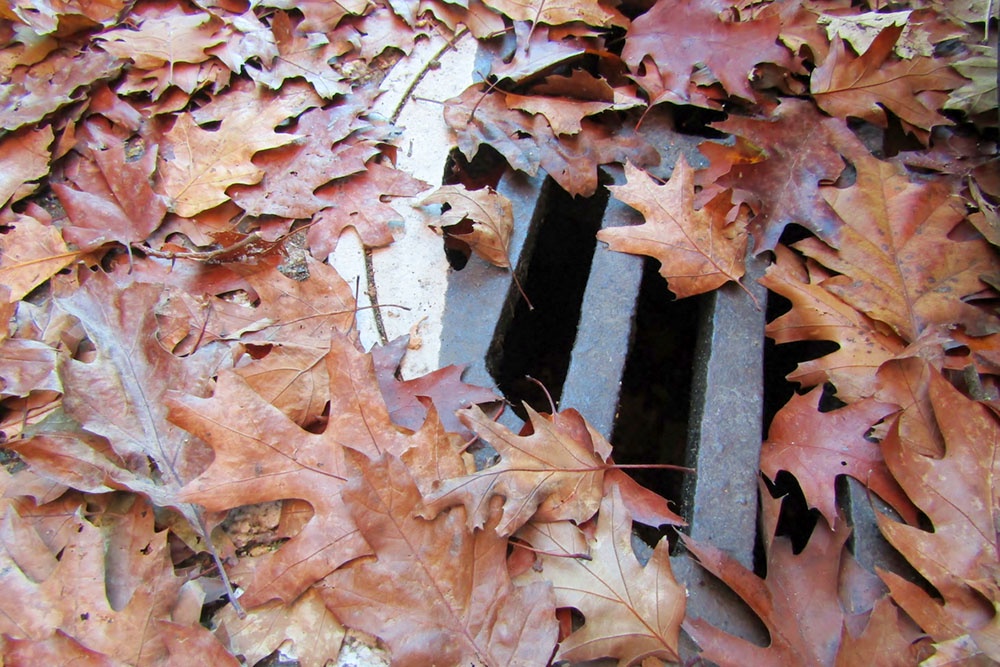 Опавшие листья лежат на ливневке