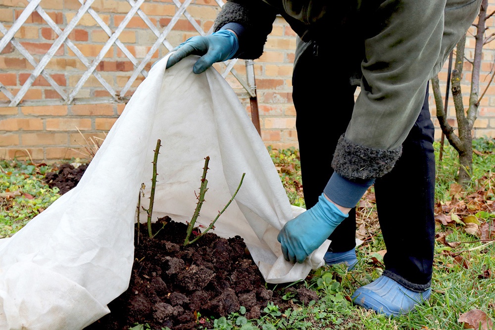 Укрытие роз