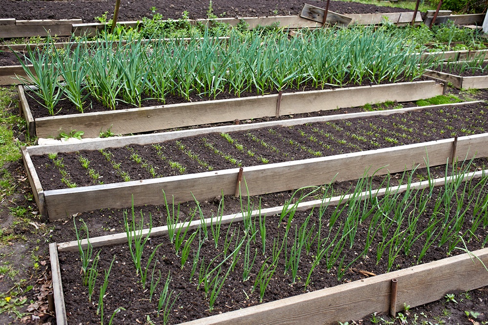 грядки лука