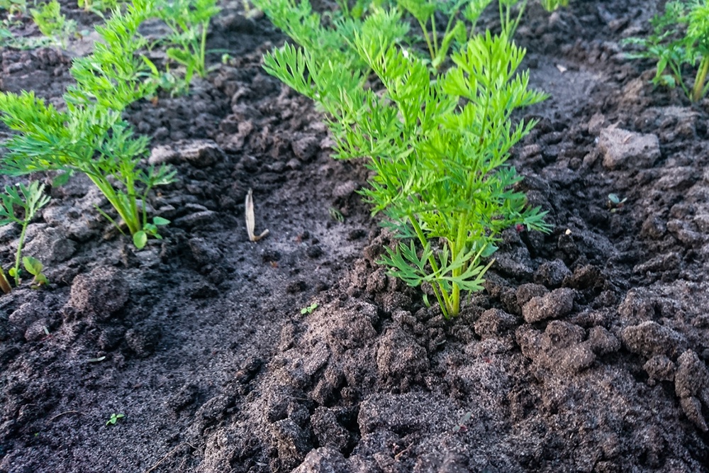 Урожай моркови