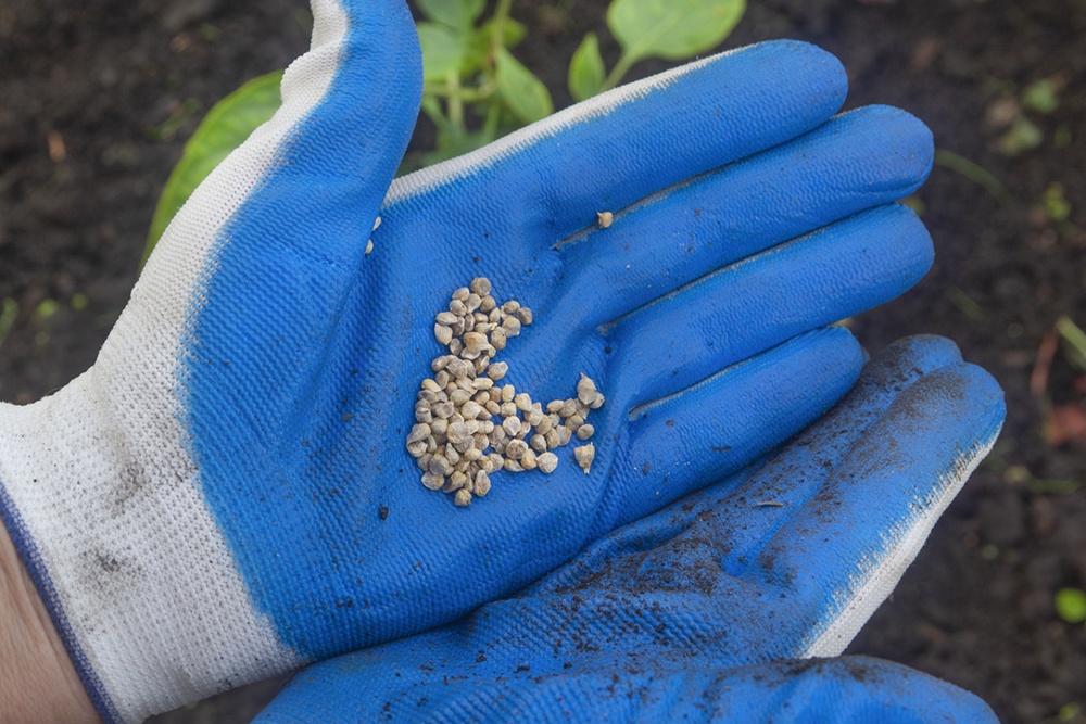 Посадка шпината