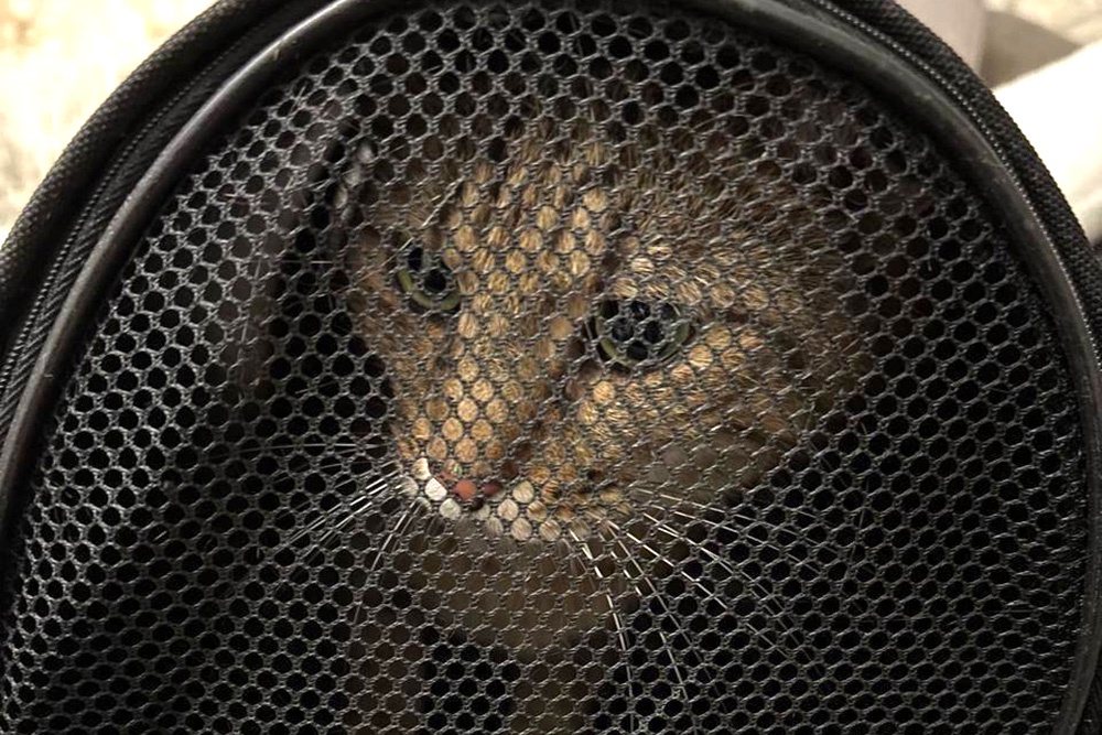 Фото: Телеграм-канал/ @ENews112