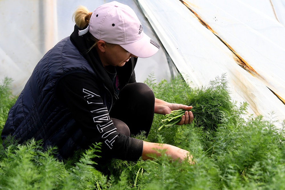 Посадка в теплице