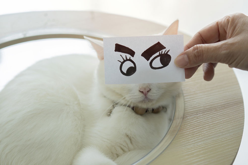 Котик со смешными глазами