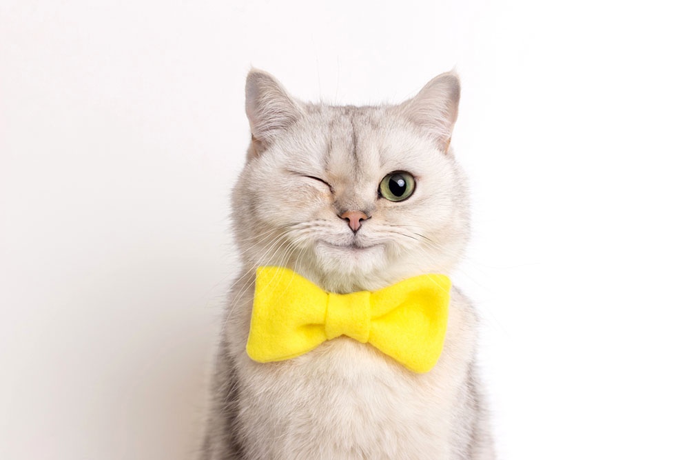 Смешной котик улыбается и подмигивает