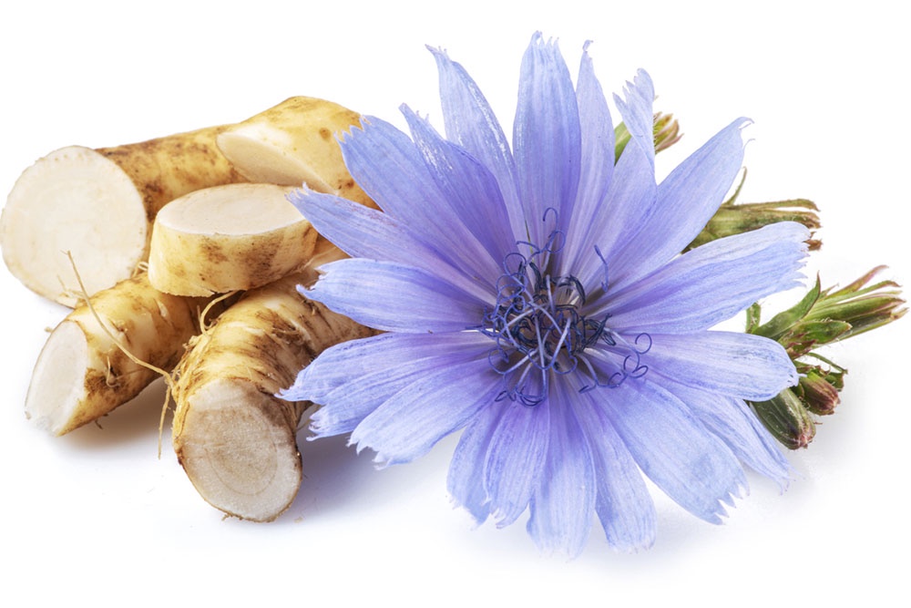 Корень и листья цикория