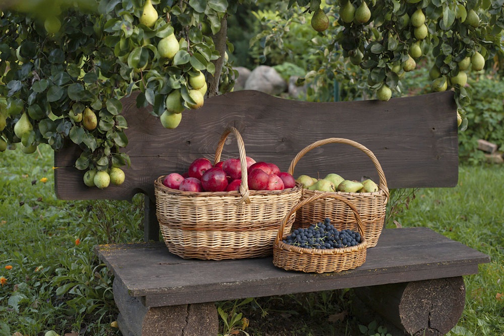 Корзины с фруктами в саду