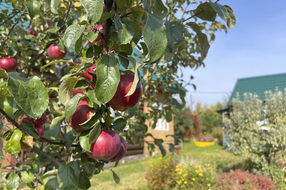 Яблоня дерево