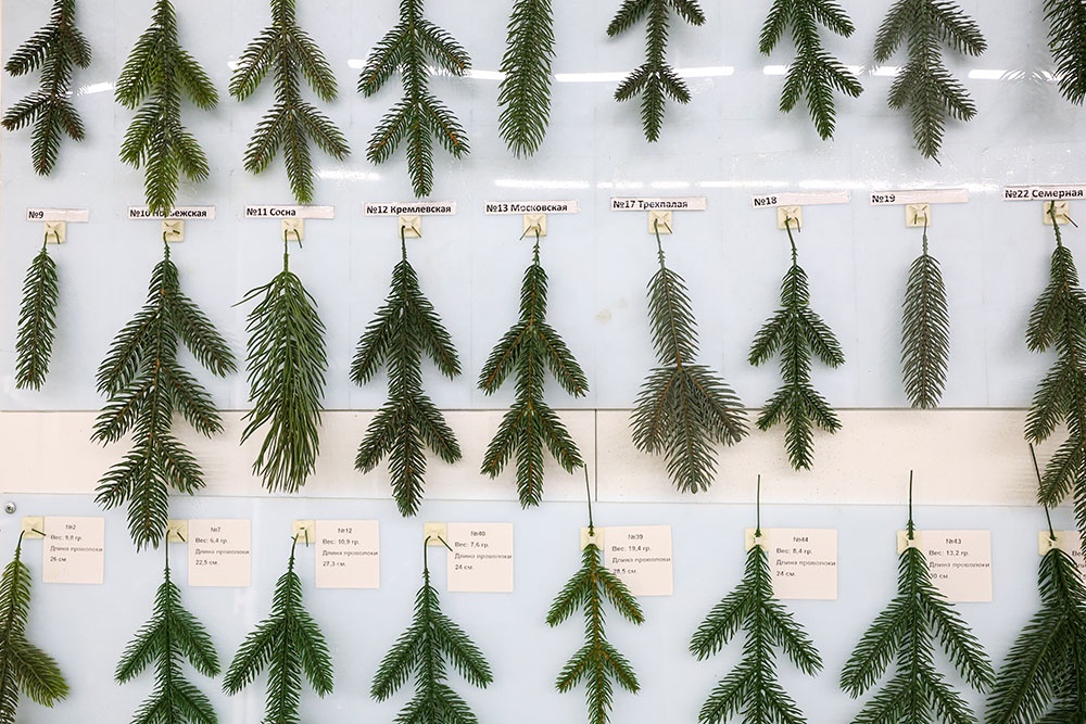 образцы веток искусственных елок