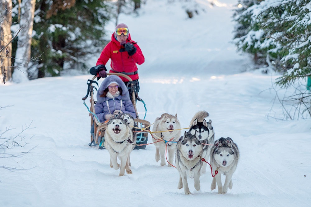 собачья упряжка