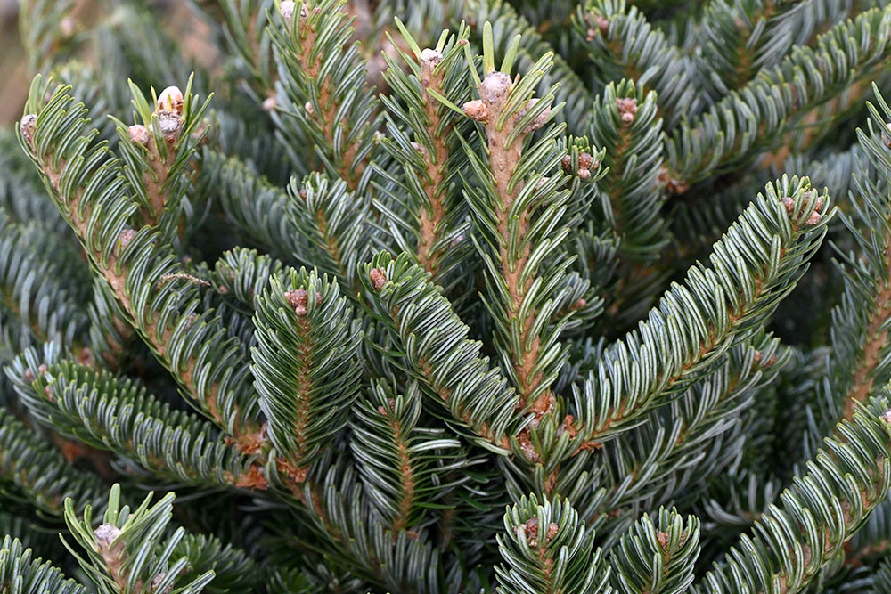 ветки живой елки