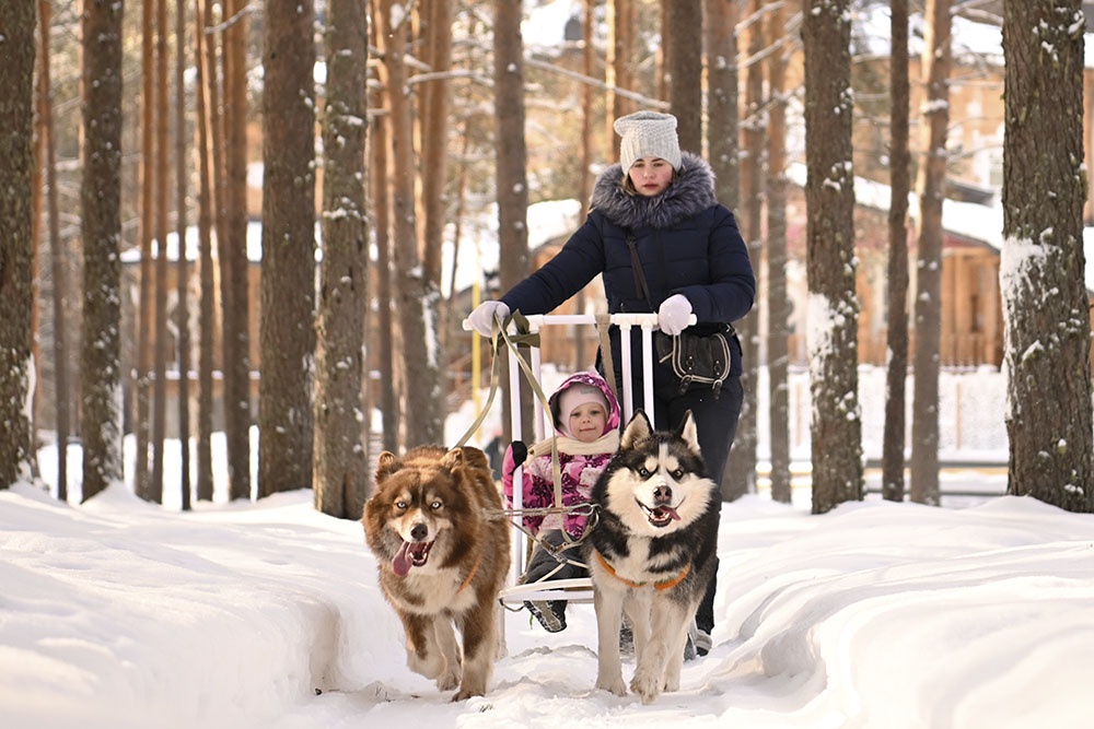 мама катает ребенка на санях запряженных в собачью упряжку