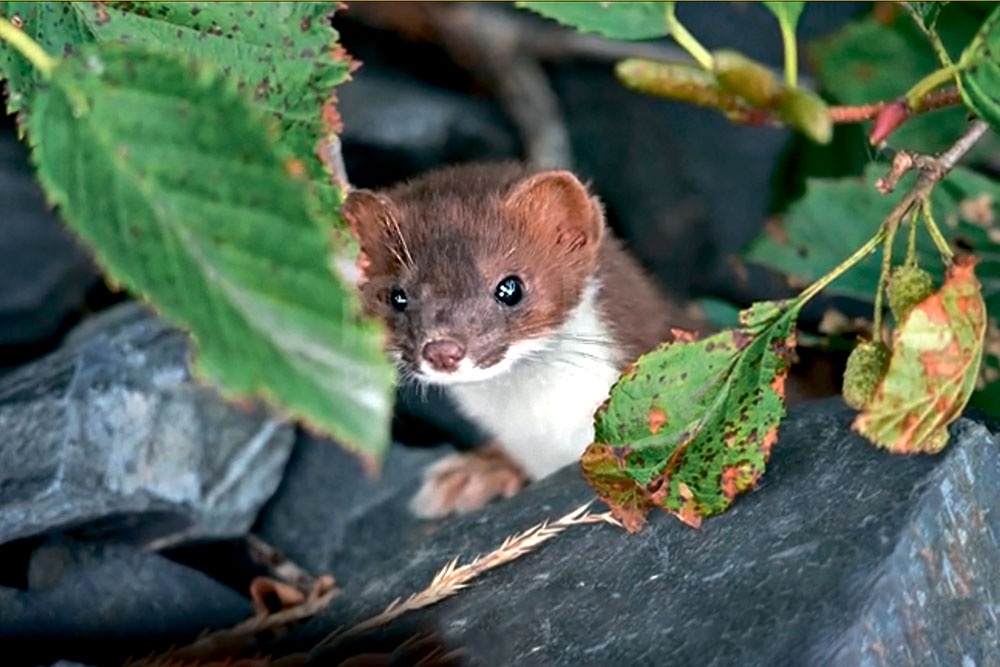 Горностай выглядывает из засады в камнях.