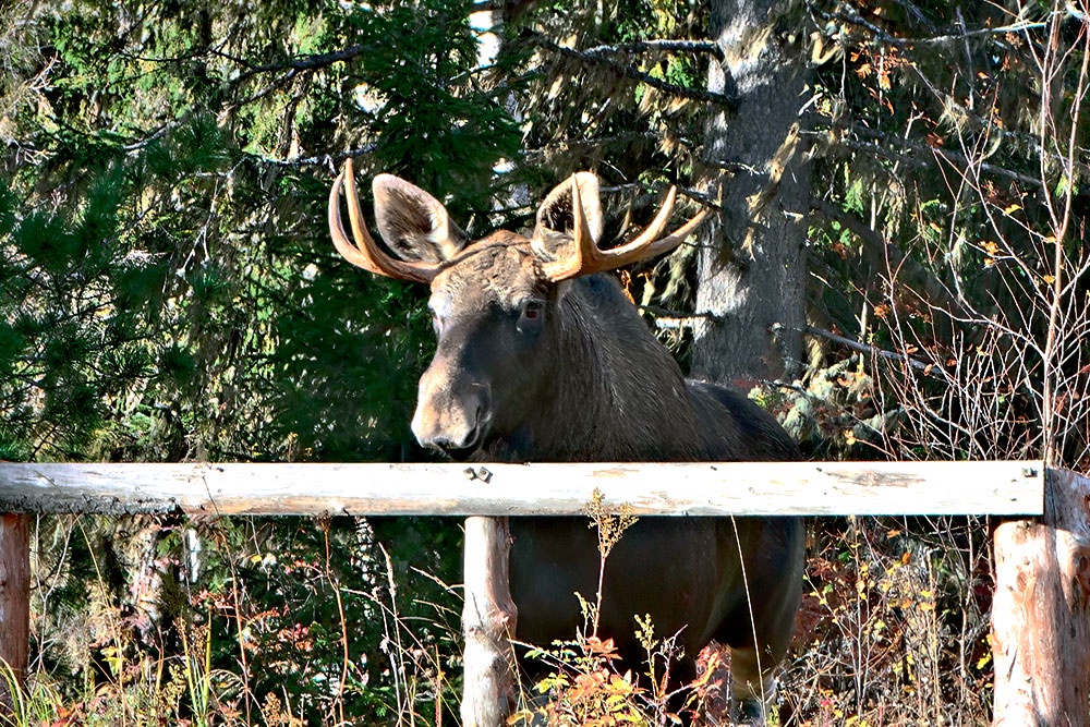 Лось стоит на фоне сосны.