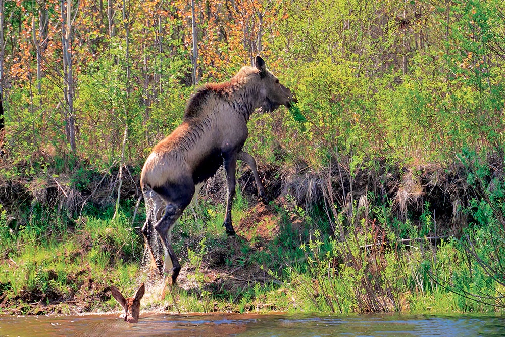Лосиха с лосенком выходят на берег из водоема.