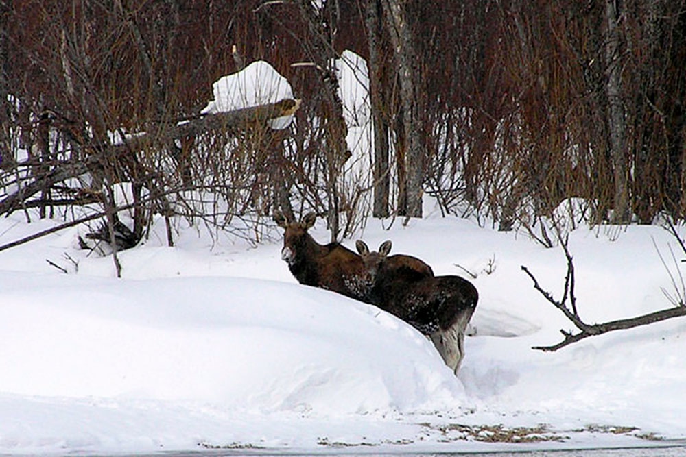 Два лося стоят в сугробах.