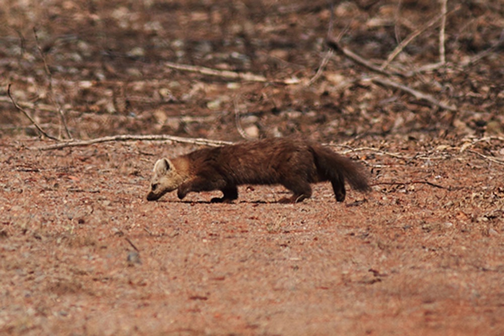 Соболь нюхает землю.