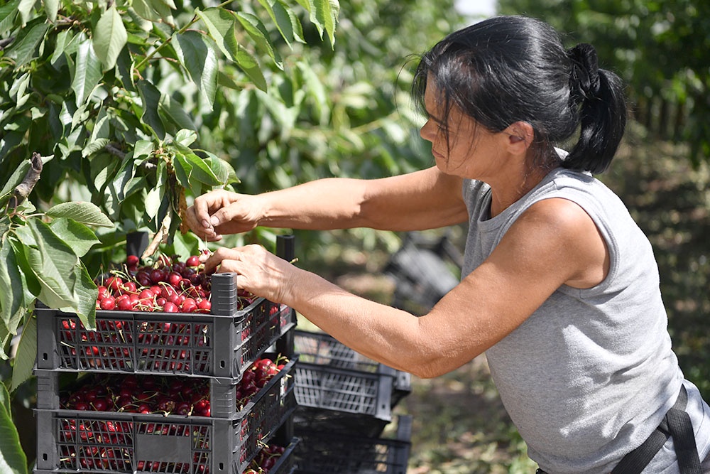 Сбор урожая Крым