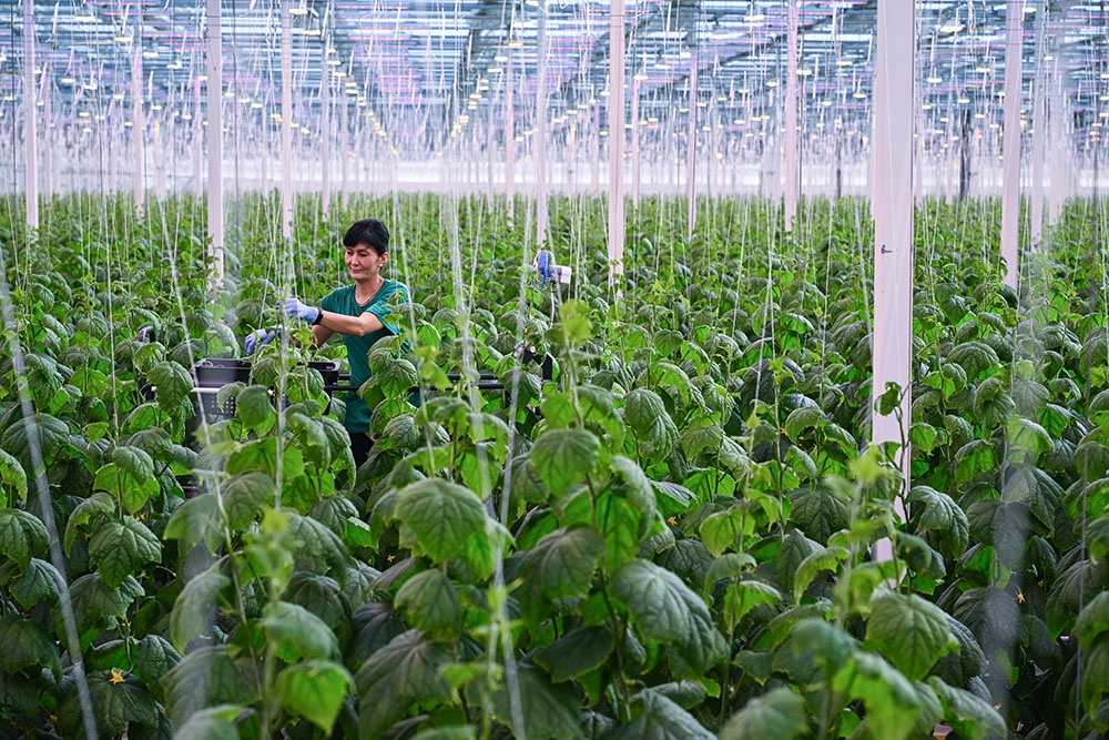 Выращивание растений в теплице