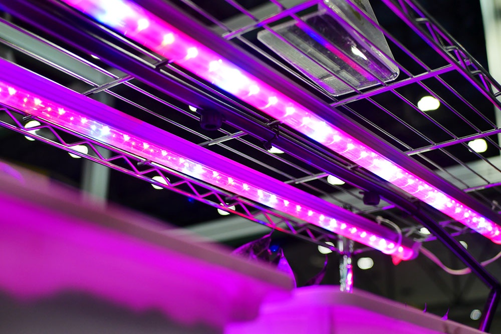 Фитолампы продлевают день до 16 часов и дают нужный спектр (красный/синий/белый).