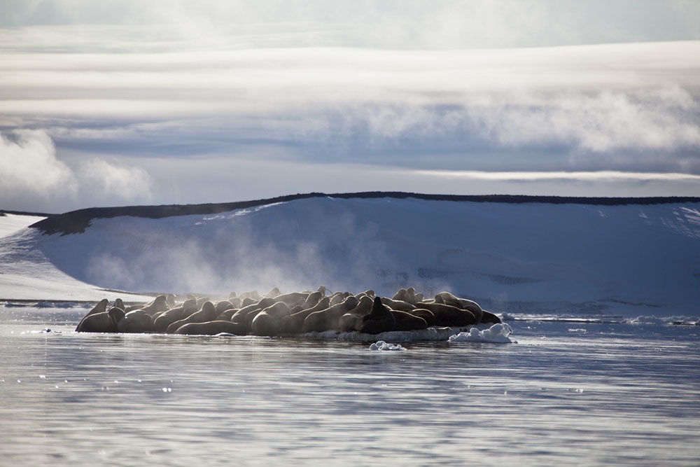 Колония моржей, Земля Франца-Иосифа.