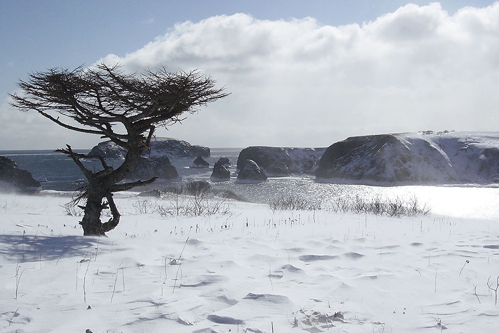 Шикотан - самый крупный остров Малой Курильской гряды Курильских островов. Природа Курильских островов.
