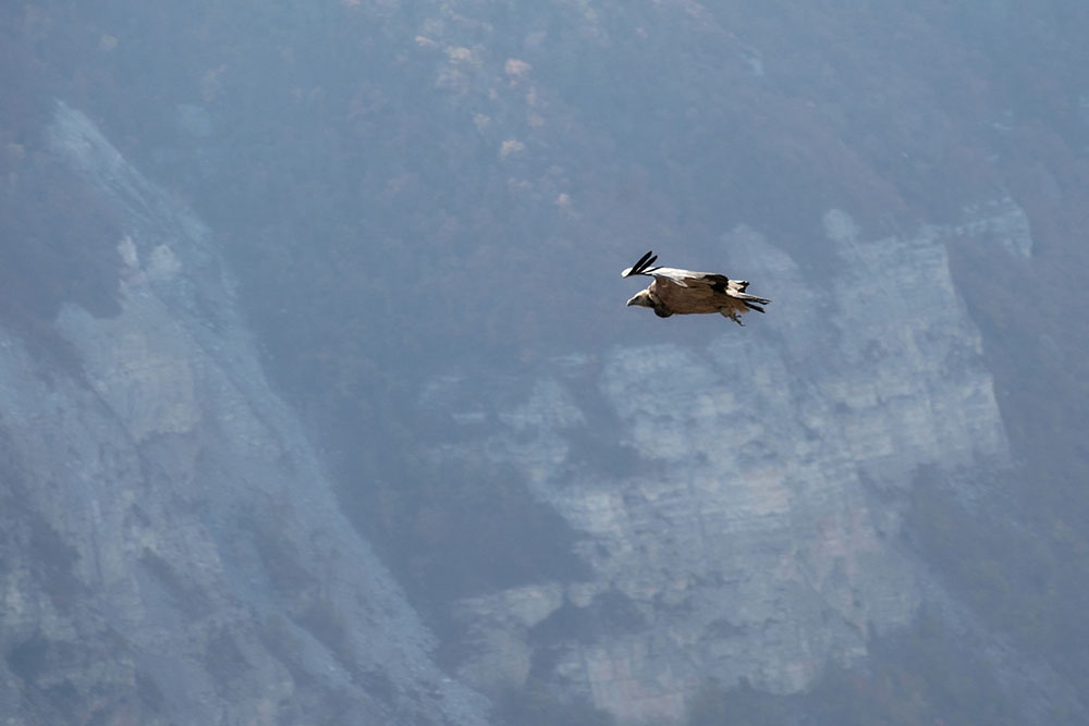 В небе над скалами парит белоголовый сип.